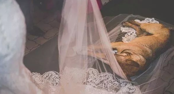 流浪狗乱入结婚现场遭驱逐，新娘新郎接下去的行为好暖人！