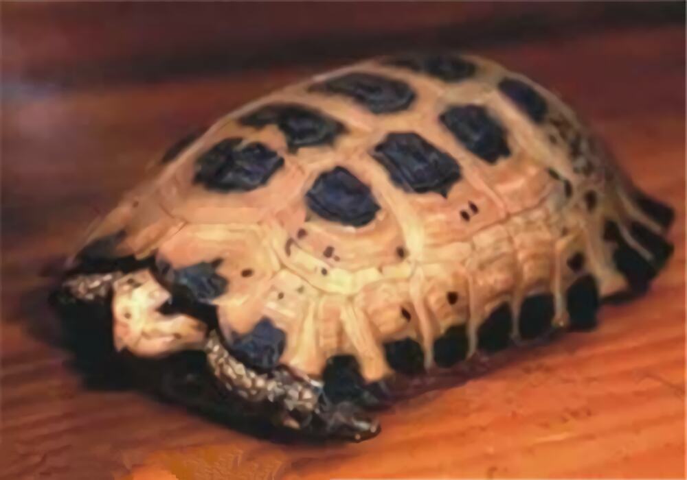 特拉凡柯陆龟身份信息