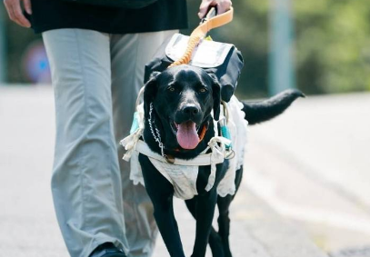 导盲犬是如何炼成的,它们真的不容易!