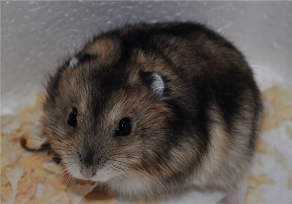 三线仓鼠身份信息