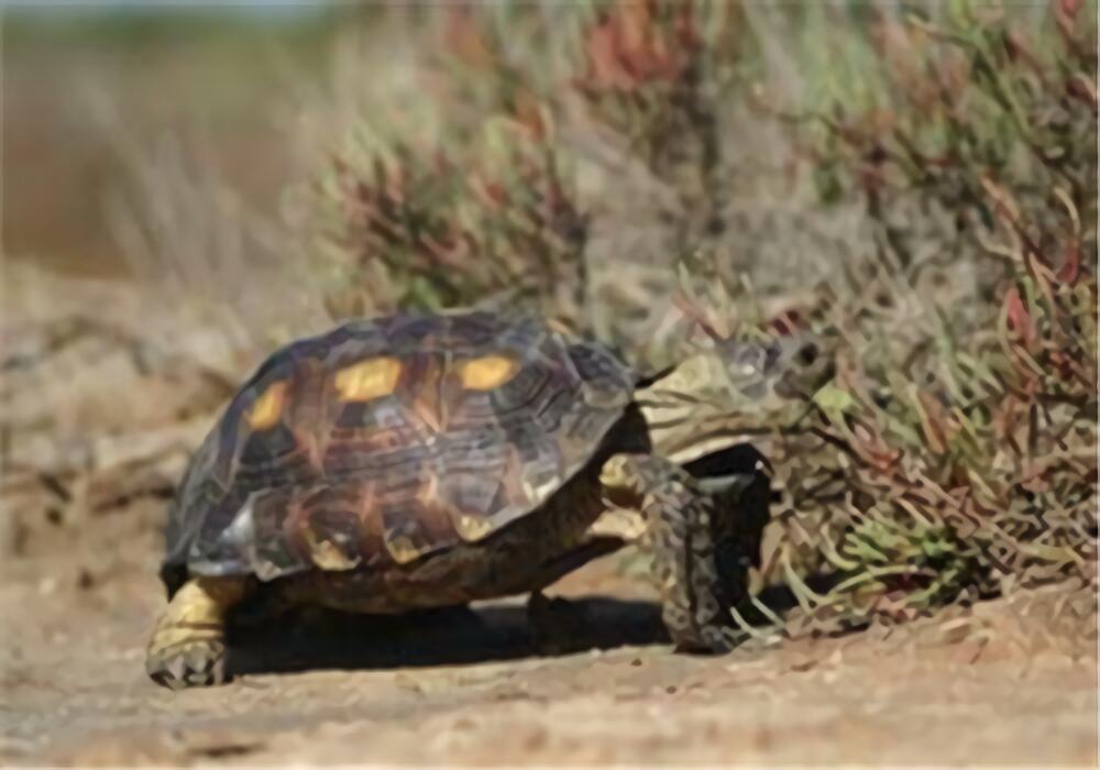 德州地鼠龟身份信息