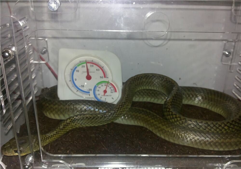 乌梢蛇身份信息