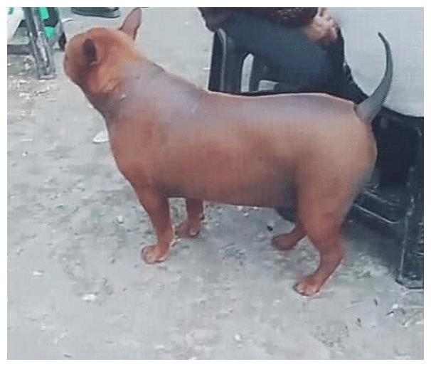 路边遇到一只脆皮狗，外焦里嫩，看着很好吃，动起来后扎心了