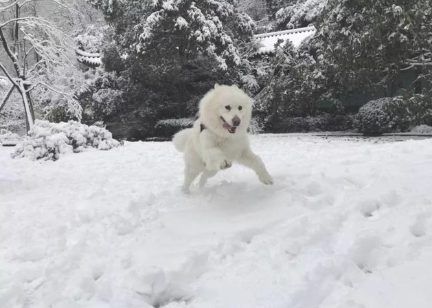 狗狗饿到狂吃雪?实际上也有这种缘故!
