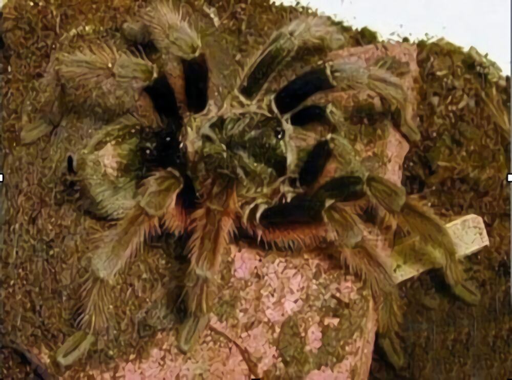 巴西啡黄身份信息