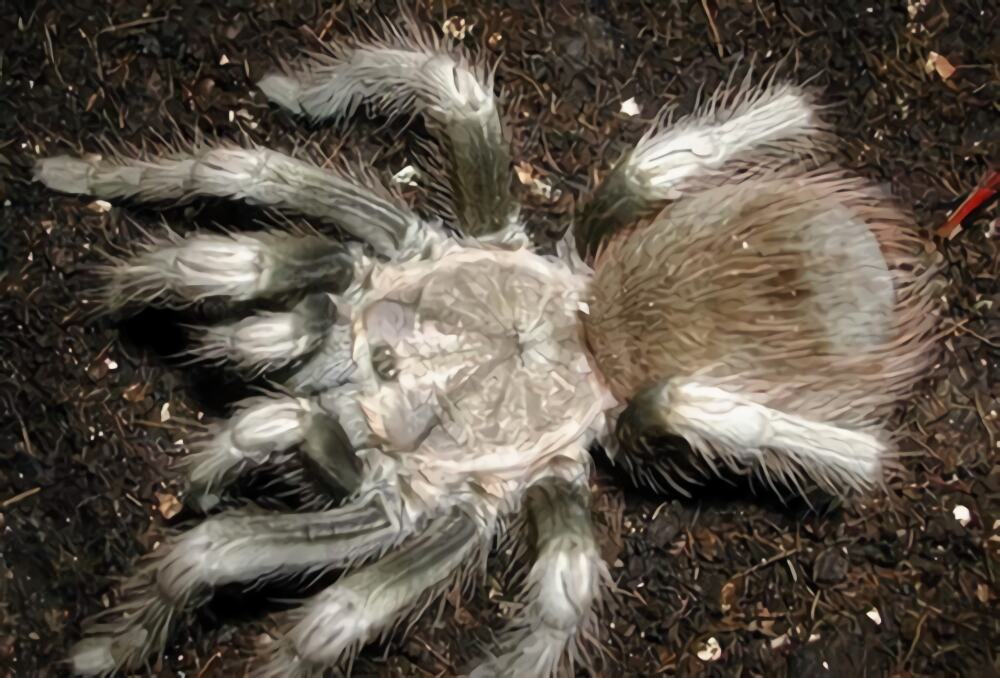 秘鲁金铜身份信息