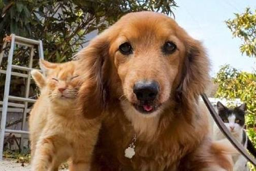 铲屎官遛狗途中偶遇热情大橘,全程粘着狗子,恍若一只“舔狗”猫