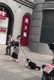 老婆要去购物小狗拼了命阻止:你丈夫嘱咐了不能让你胡乱花钱!