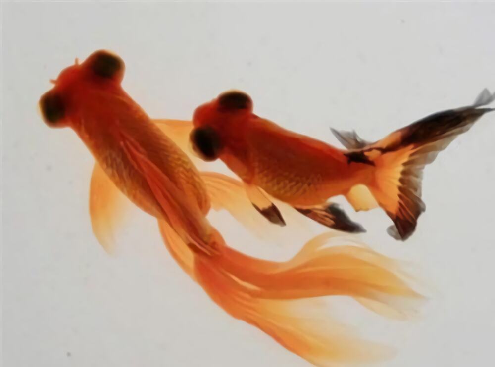 望天眼身份信息