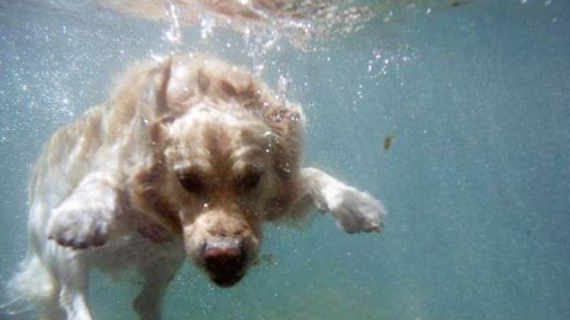 狗狗失足落入桥下，两名17岁少年为救狗，双双触电身亡