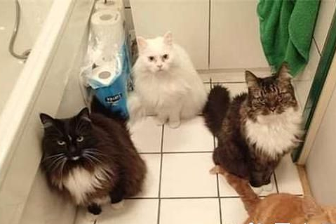 新来小狗被6只猫咪围观 主人笑趴