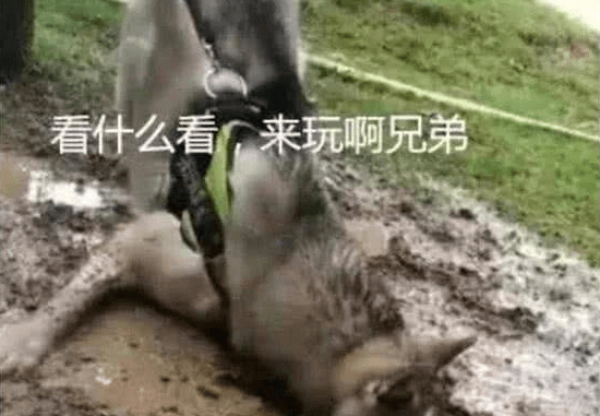 男子内急憋不住去尿尿，把小狗拴在树上，出去见到这幕肠道悔青