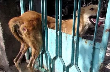 流浪狗被困在栏杆里动弹不得 竟无人救助它