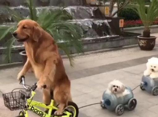 为赚取肉干,金毛犬兼职当车夫,乘客西施犬和比熊表示服务到位