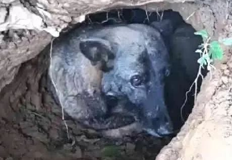 狗主人老奶奶过世后,半年后大家才发现,狗狗原来它从来都没离开过!