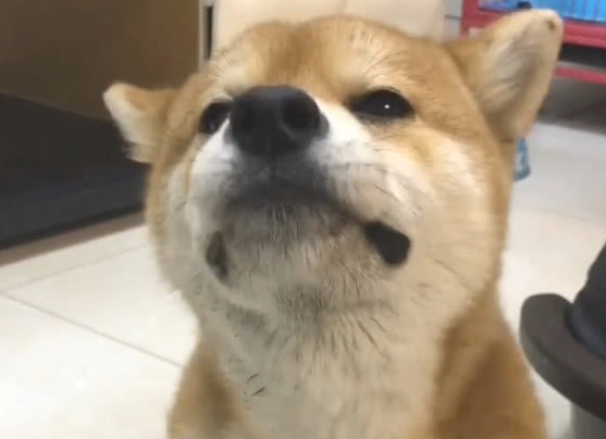 柴犬是主人用锅炖的。闻到烧焦的味道后,狗的反应让人笑猪!