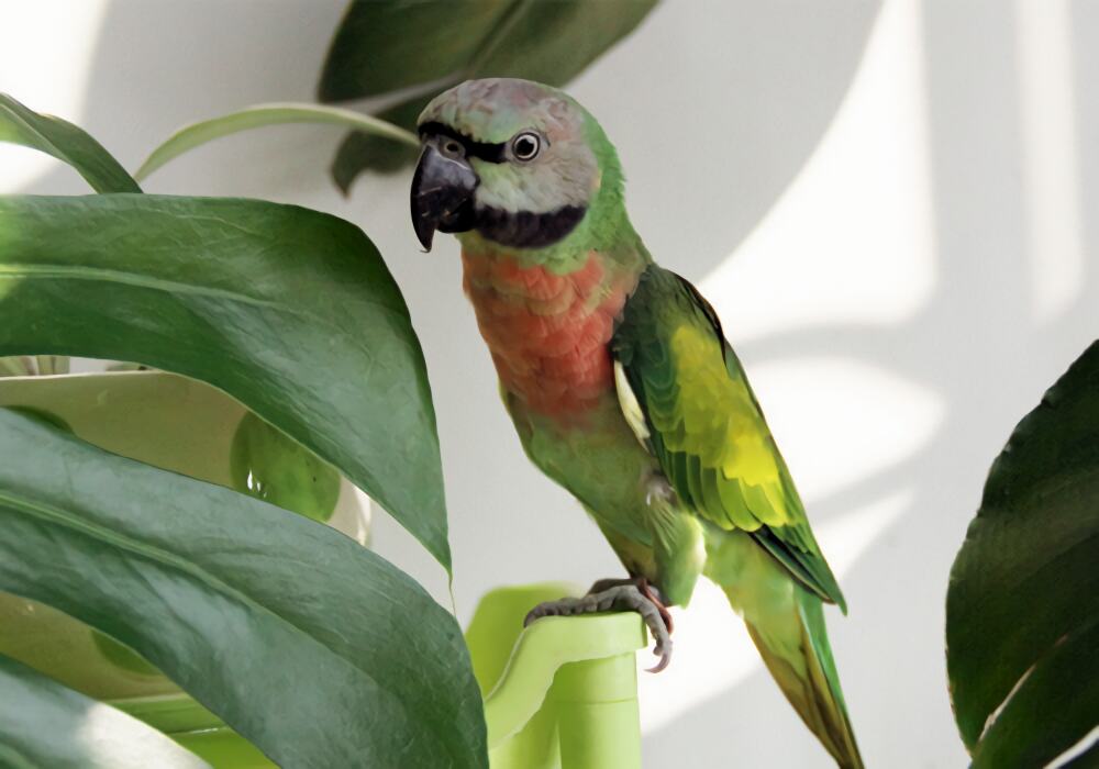 小绯胸鹦鹉身份信息