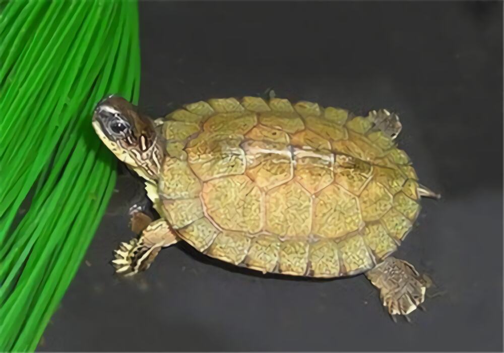 黑木纹龟身份信息