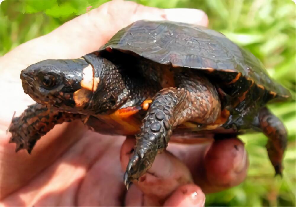 牟氏水龟身份信息