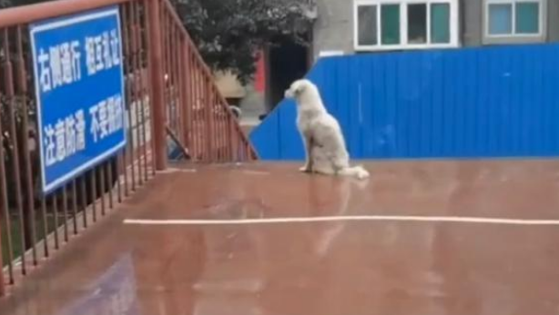 小白狗每天守桥上,等着下面的小黑狗,最后学生被感动相助