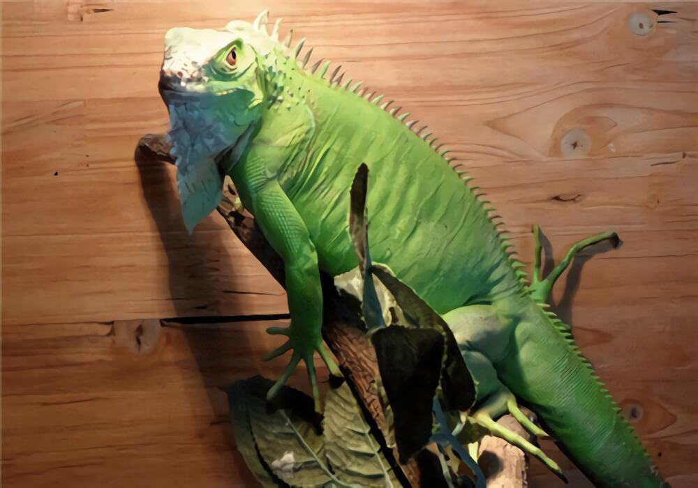 绿鬣蜥身份信息