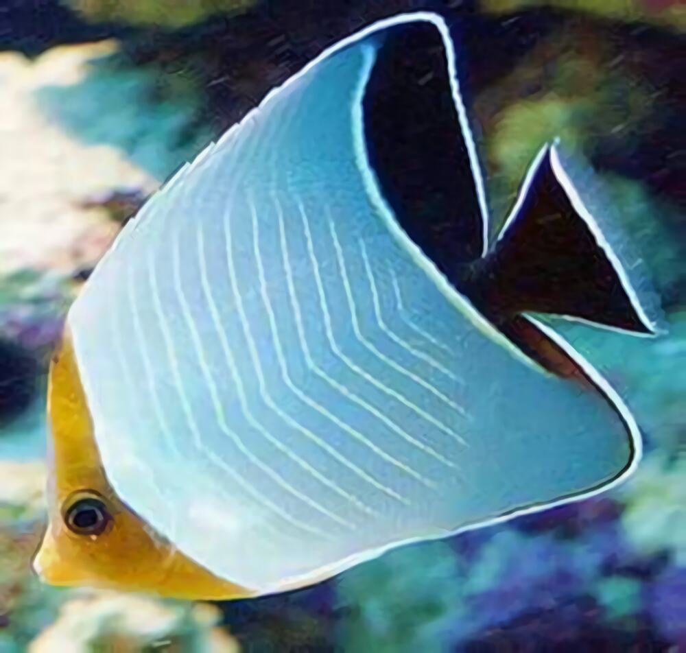 怪蝴蝶鱼身份信息