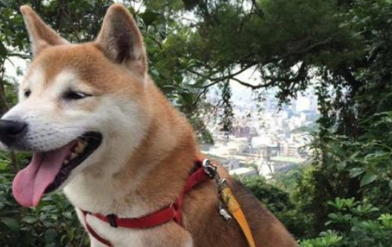 从繁殖场死里逃生的柴犬,患上老年痴呆,主人不离不弃陪伴左右