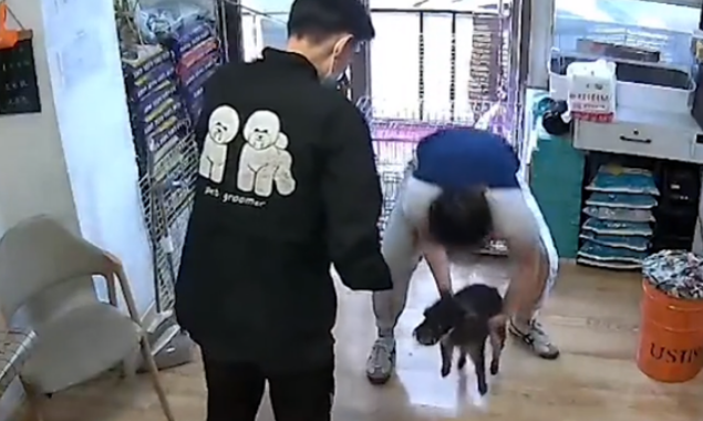 黑龙江一狗狗走丢,自己到宠物店“消费”,店主:它冒雨走7小时