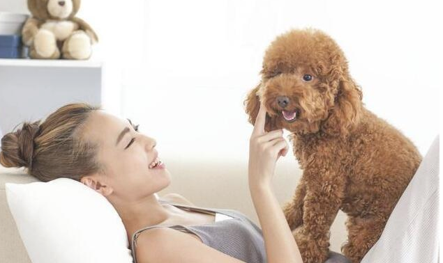 泰迪犬出現这5种个人行为,表明它要反抗你了,小心咬你!