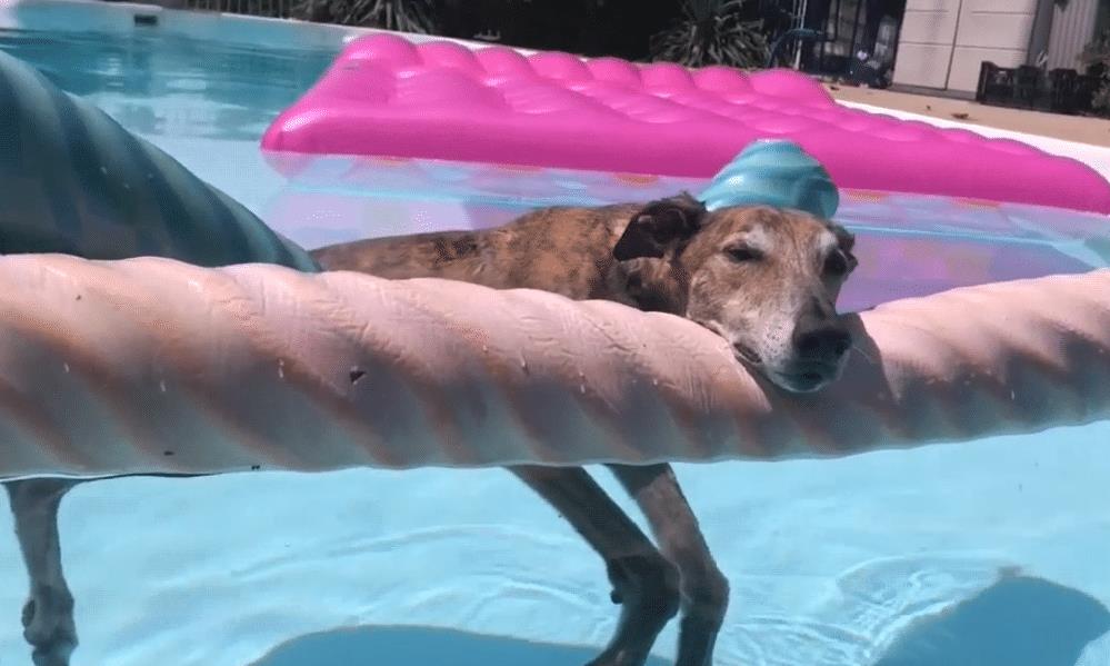 主人带狗子去学游泳,再看到它时却笑了,这家伙太懒了吧