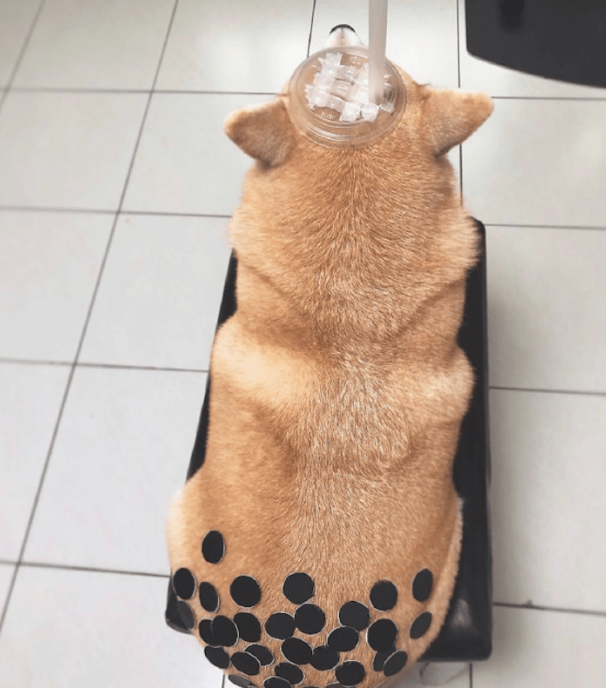 主人家让柴犬角色扮演游戏,变为一杯奶茶,狗:是不是你认为很幽默