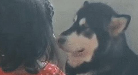 小主人被揍,小主人找狗狗帮助,狗狗看过女主角一眼表明:束手无策