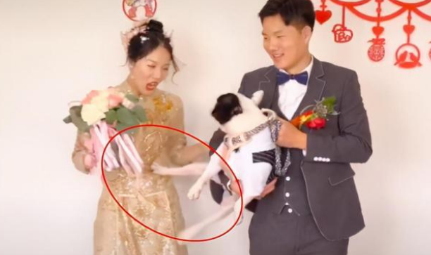 婚礼上狗狗一脚踢开主人!自家爱犬为何做出反常举动?