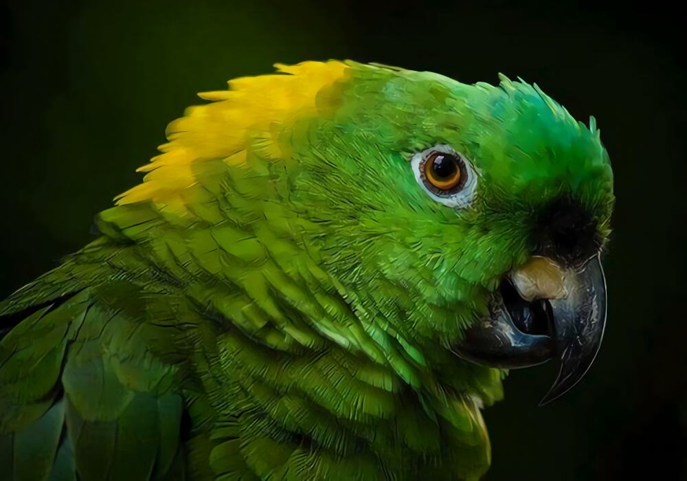 黄颈亚马逊鹦鹉身份信息