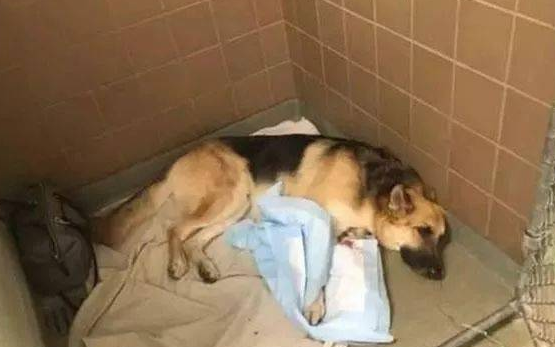 刚收养的狼犬忽然扑向家里7岁的小女儿,原本吓呆的家人最后却被感动哭……