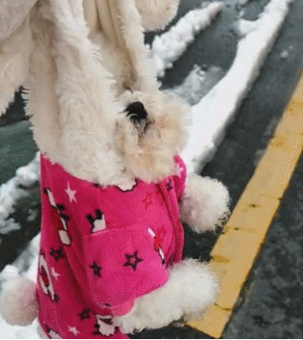 狗狗和主人去堆雪人,输掉以后,那样耍无赖不愿回家!