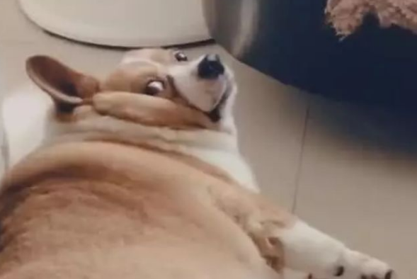 柯基犬肥成小猪仔,走路要人扶,一转脸时令人笑喷