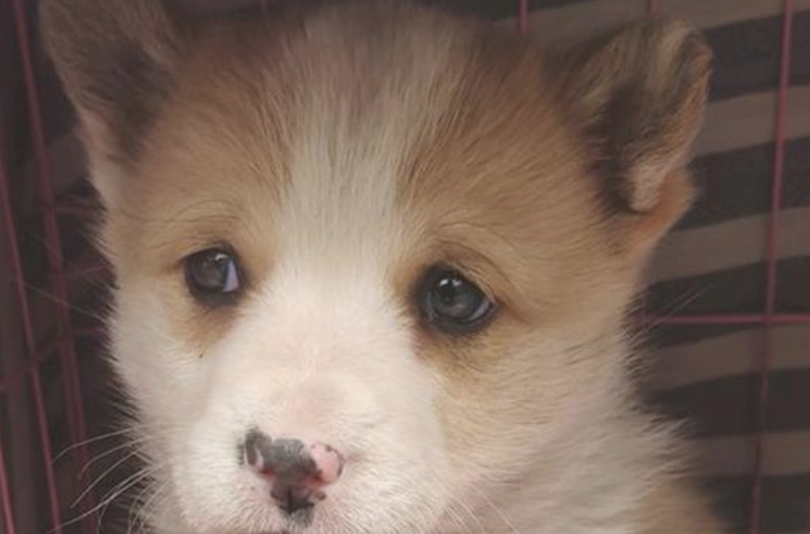 狗狗眼见主人要走，小家伙刚追上去想不到就被踢回原地不动，好无辜