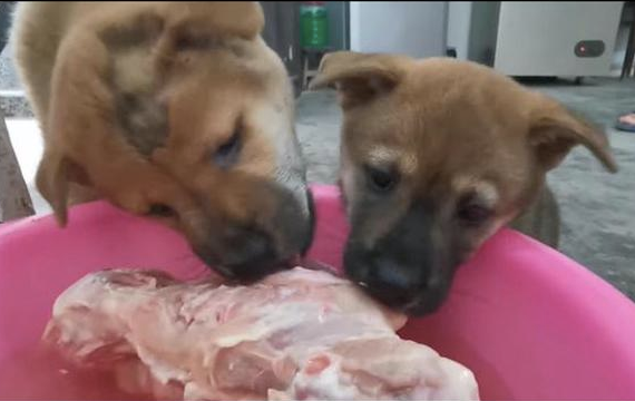 小土狗趴到冷冻肉旁,先装作磨牙之后多喝水,最终禁不住還是偷食了!