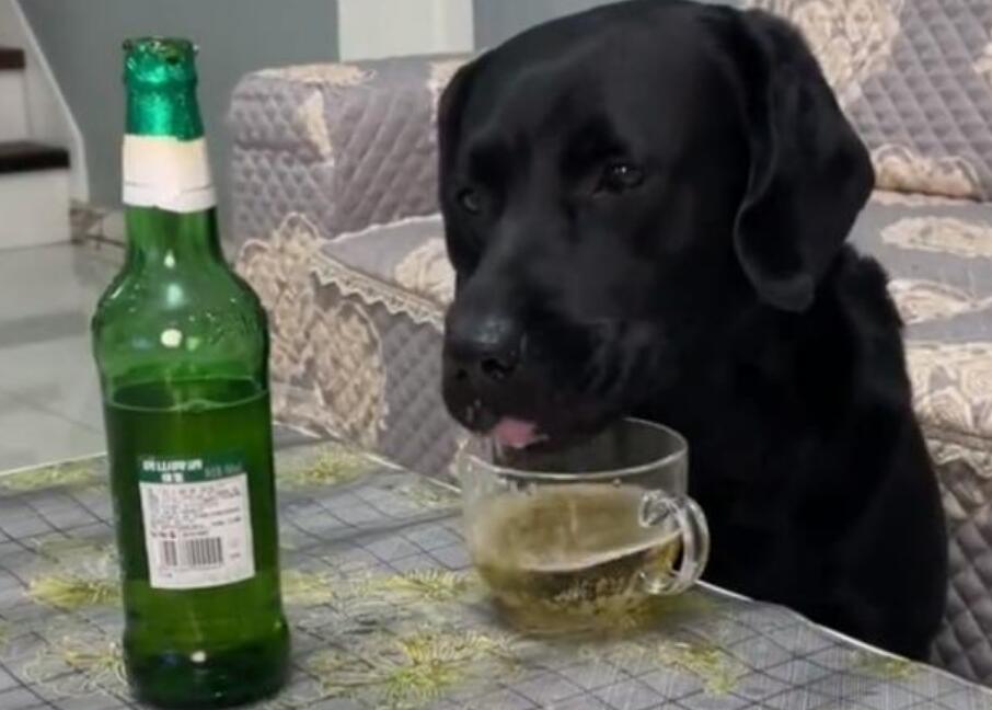 河北一宠物狗偷喝主人的啤酒,喝完酒的反应让人大赞“酒品好”