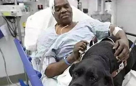 导盲犬舍命救主,主人却不得不将导盲犬“抛弃”