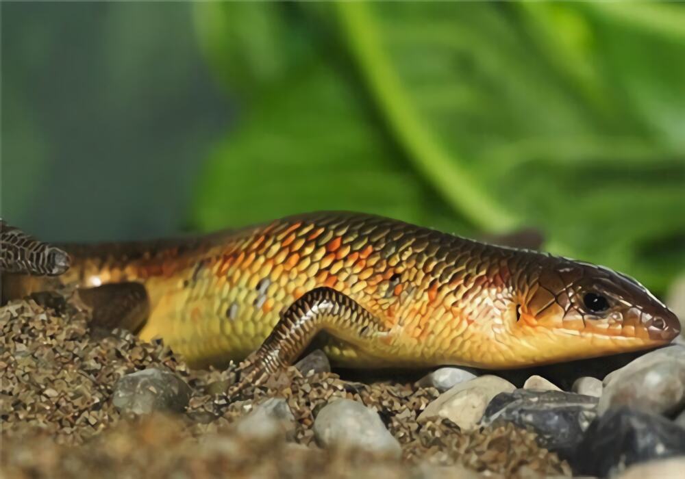 中华石龙子身份信息