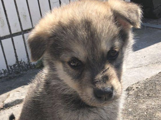 化下雪天流浪犬在女生脚旁打转,小家伙止不住哆嗦,模样叫人心痛