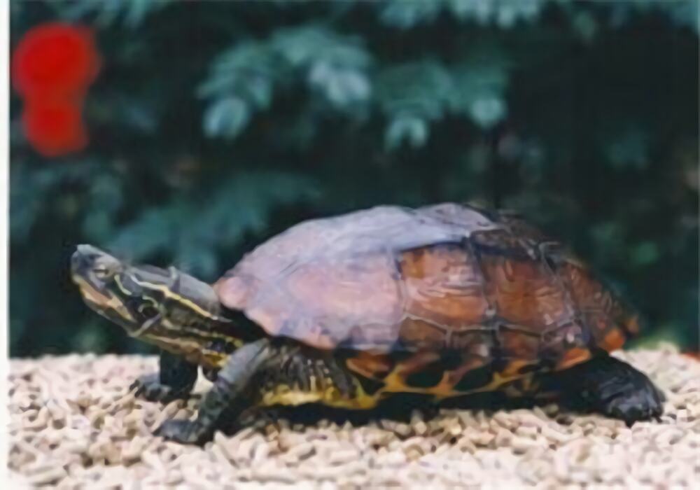 菲氏花龟身份信息