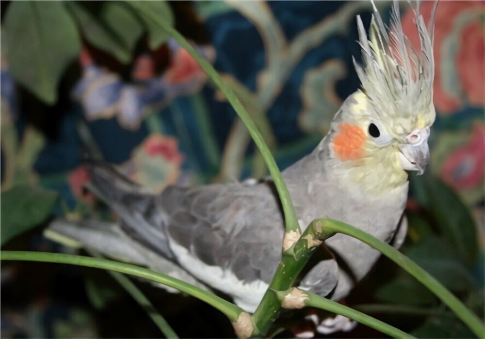 鸡尾鹦鹉身份信息