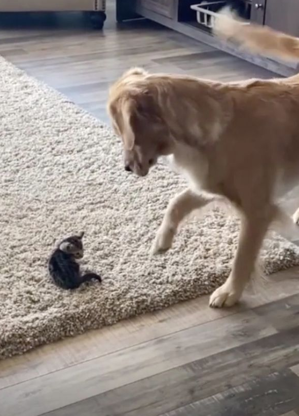 金毛猎犬第一次看到主人的新小猫，傻乎乎姿势，让网民的心都化了