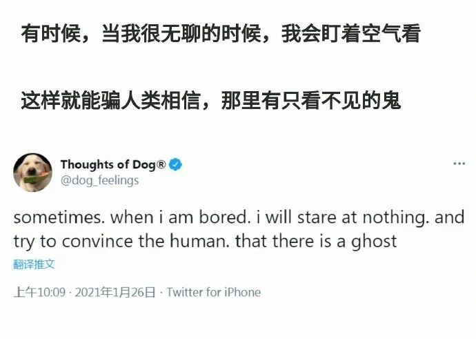 小狗勾能有什么坏心思呢?这些狗狗的内心戏太可爱了!