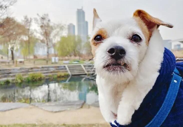 田园犬的逆袭,周游世界,高级餐厅吃饭,我第一次羡慕一只狗