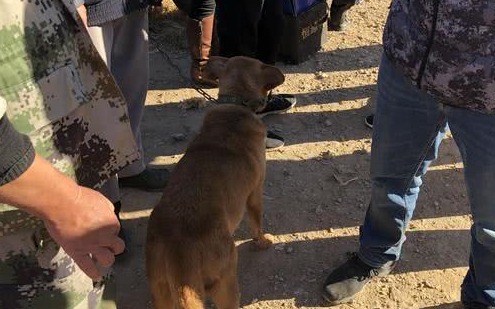老人卖掉培养多年的爱犬,出价九百无人问津