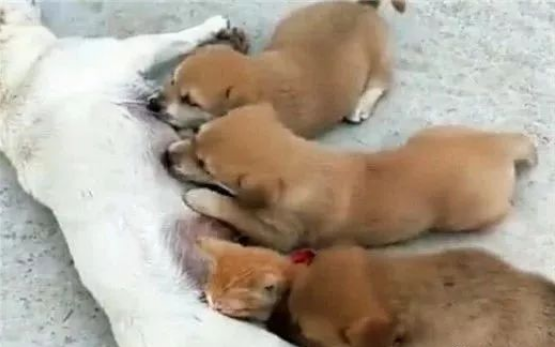 橘猫每天来蹭奶,吃不饱的小狗急了,一个动作引发“猫狗大战”
